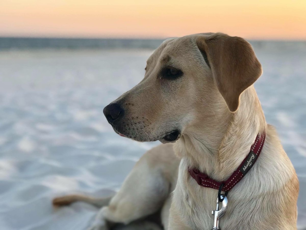 Can I give Extra Virgin Olive Oil (EVOO) to my dog? - Papa Vince