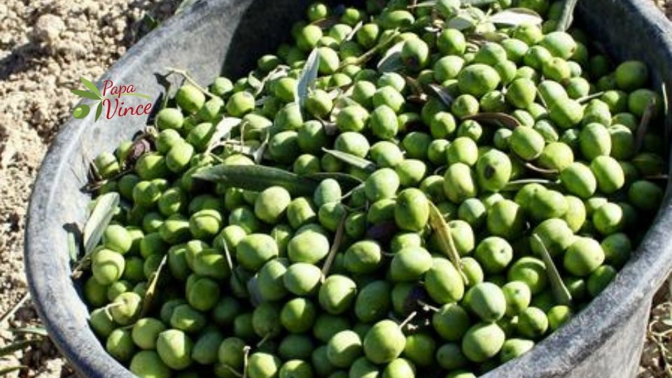 What’s the difference between Olive Oil and Extra Virgin Olive Oil? - Papa Vince