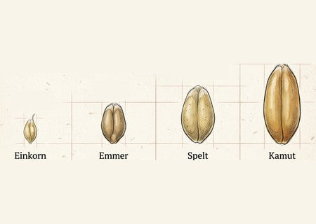 Einkorn, emmer, spelt, and Kamut wheat kernels side by side, showing einkorn as the smallest and Kamut the largest