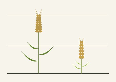 Tall early-1900s wheat plant beside a short modern semi-dwarf wheat plant