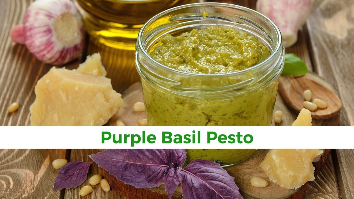 Purple Basil Pesto: A Unique Twist to a Classic Recipe - Papa Vince