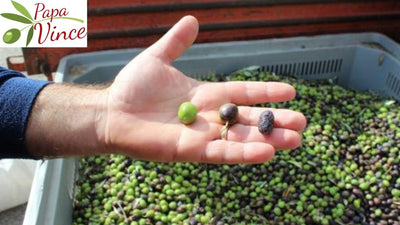 What is Oleocanthal?