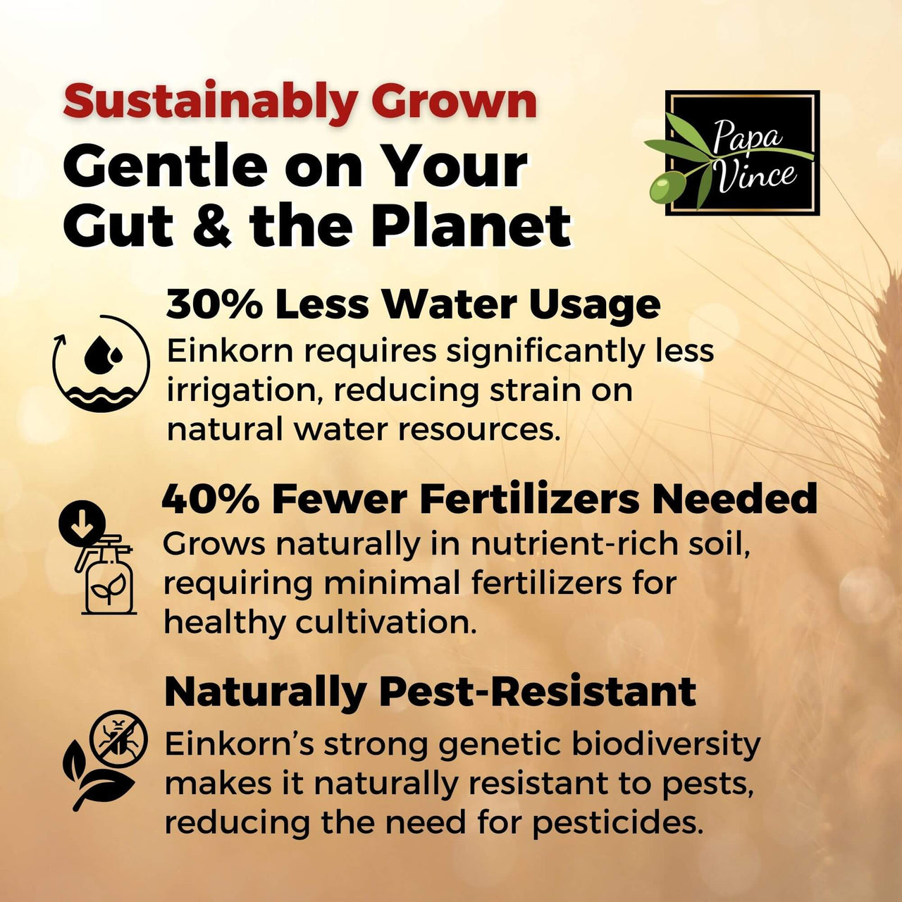 Sustainably grown einkorn wheat requires 30% less water and 40% fewer fertilizers while being naturally pest-resistant.