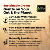 Thumbnail for Sustainably grown einkorn wheat requires 30% less water and 40% fewer fertilizers while being naturally pest-resistant.