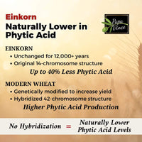 Thumbnail for Einkorn flour naturally lower in phytic acid, preserving essential minerals like iron, zinc, and magnesium.